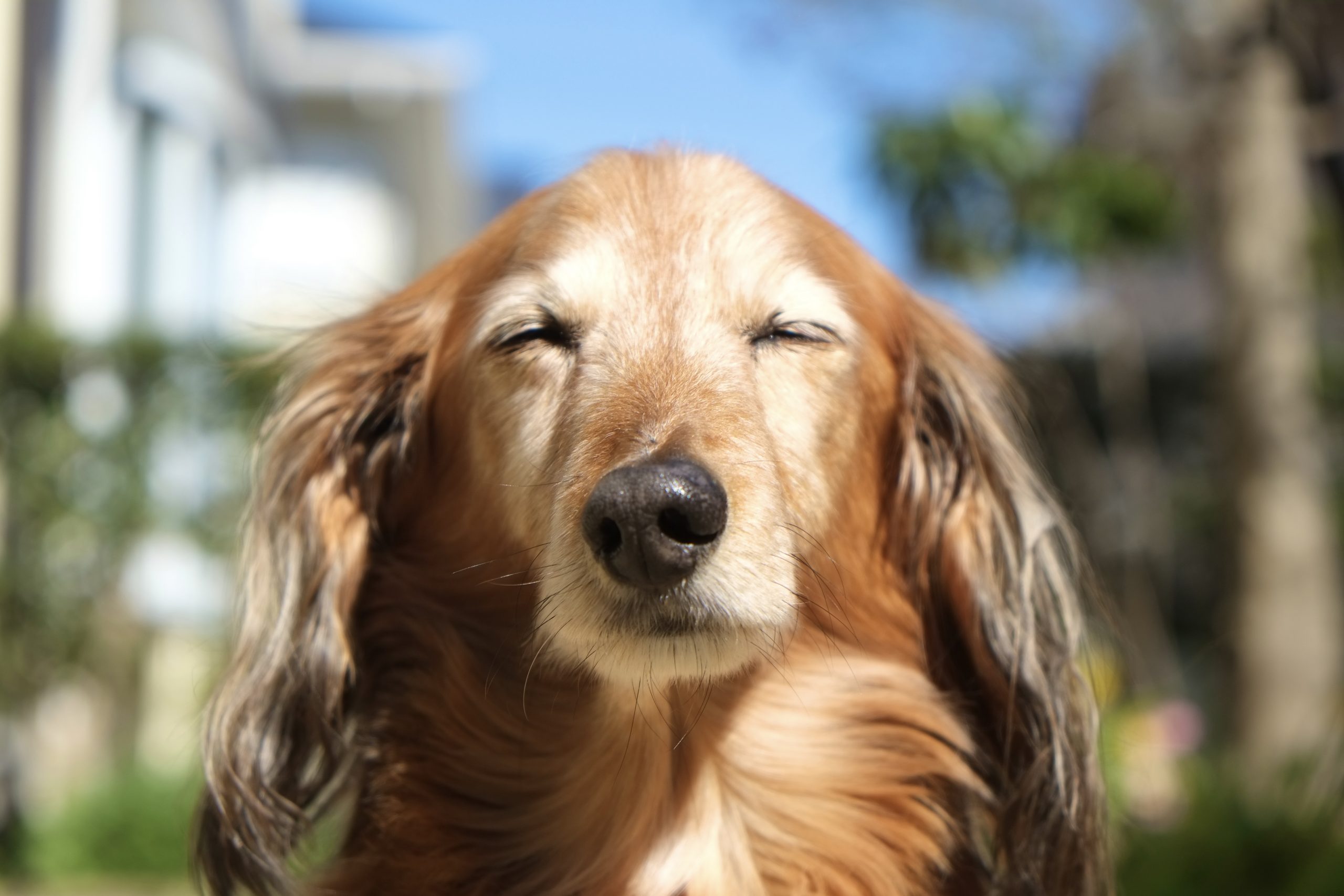 犬の老化のサインとは？老化サインを見逃さずに早期ケア！